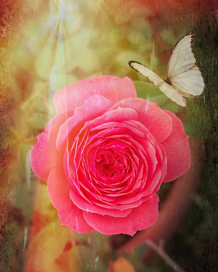 queen of flowers.
