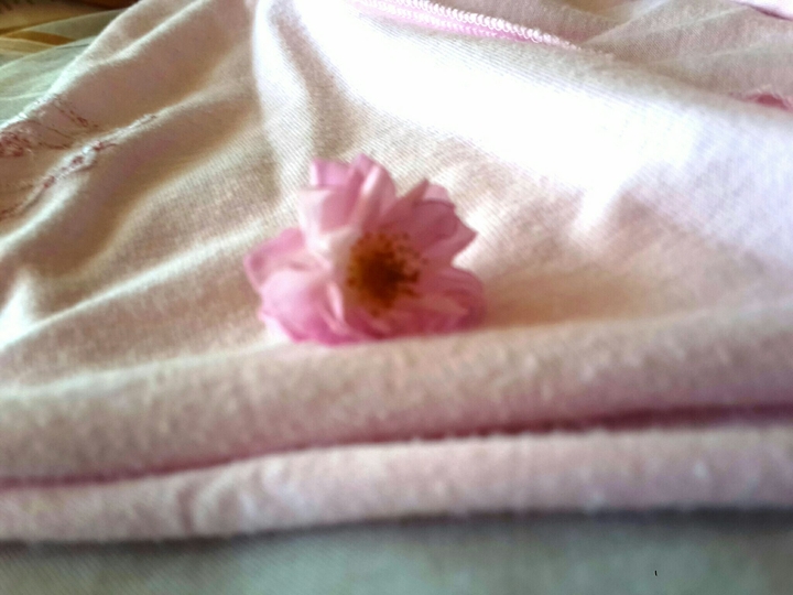 small pink rose