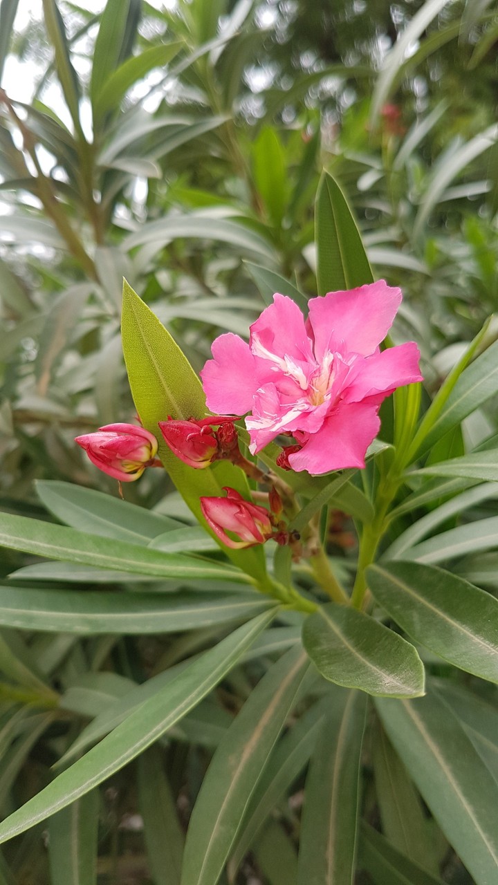 Pink Flower