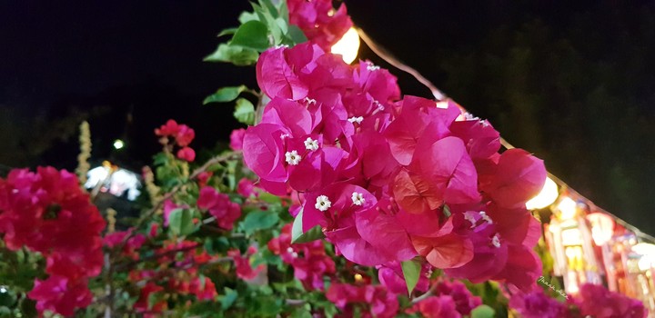 The paper flower
