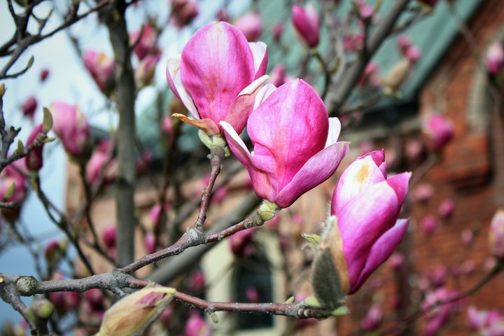 Magnolia flowers