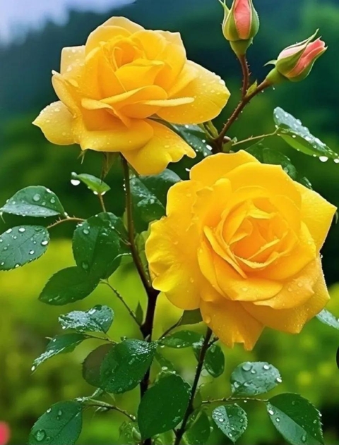 sfondi Yellow, flower