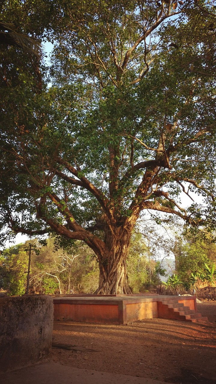 #nature