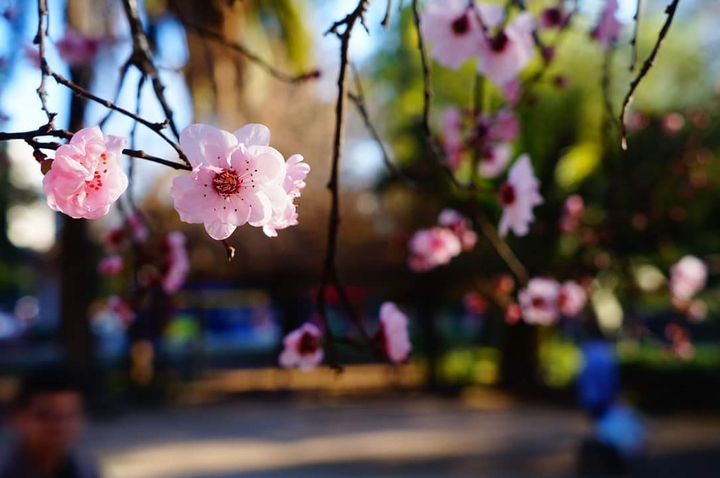 Spring Bloom