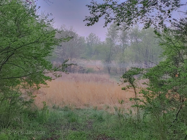 Misty Morning