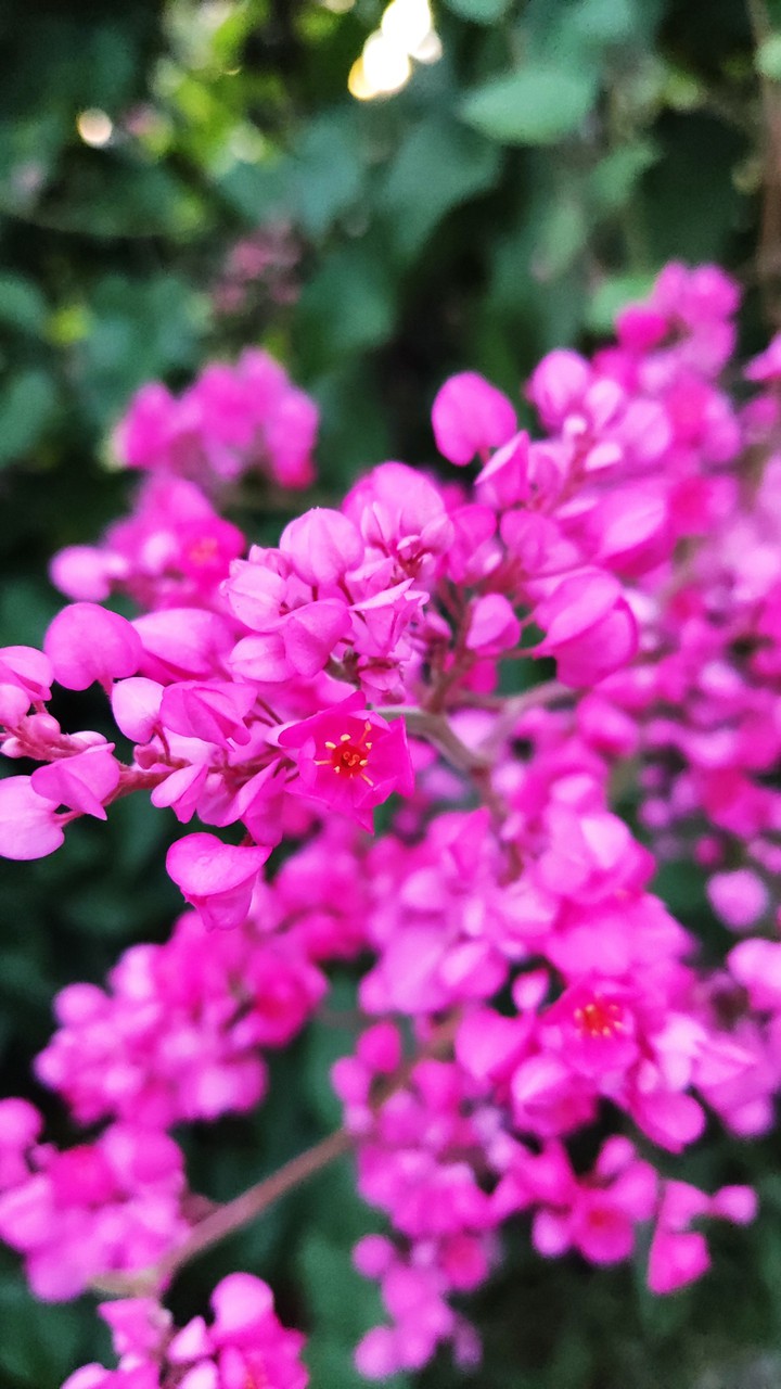 Florzinhas