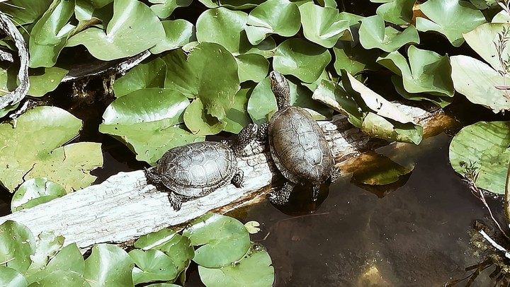 Tortugas