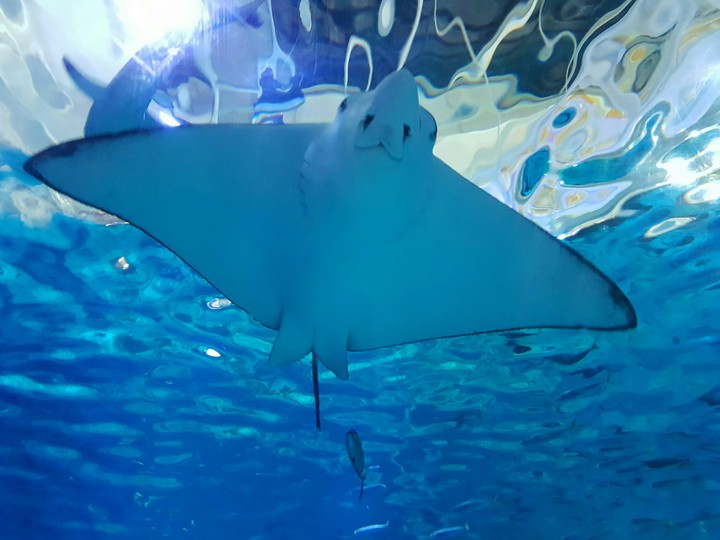 Ray