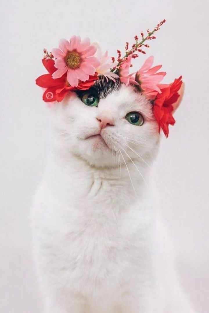 кот