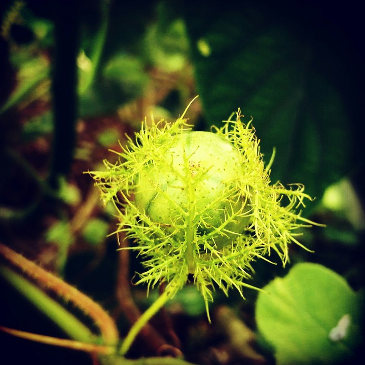 nature