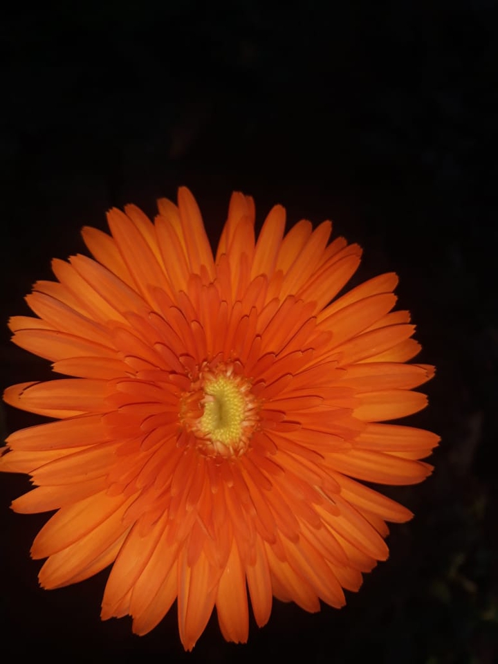 yellow colour flower