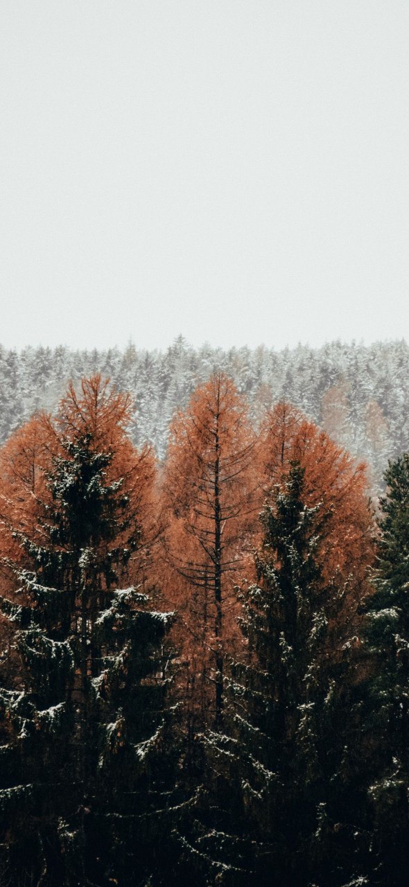 winter