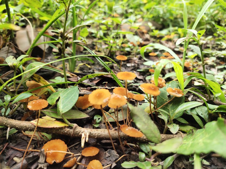 Mushroom