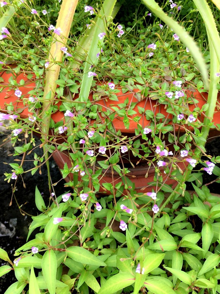 Wild flowers