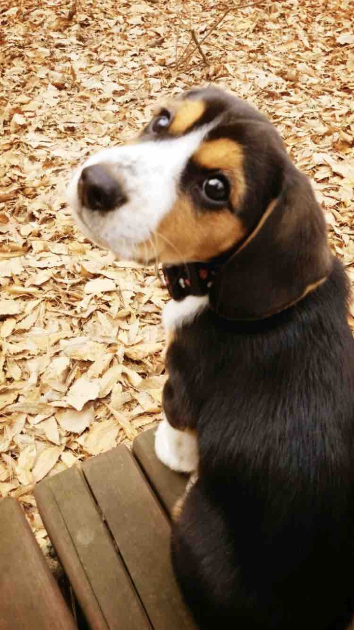my dog