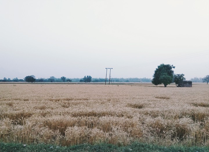 crop