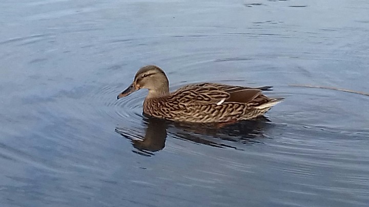 mallard duck female ♀