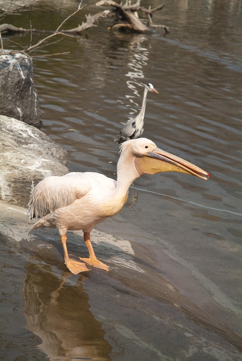 Animal