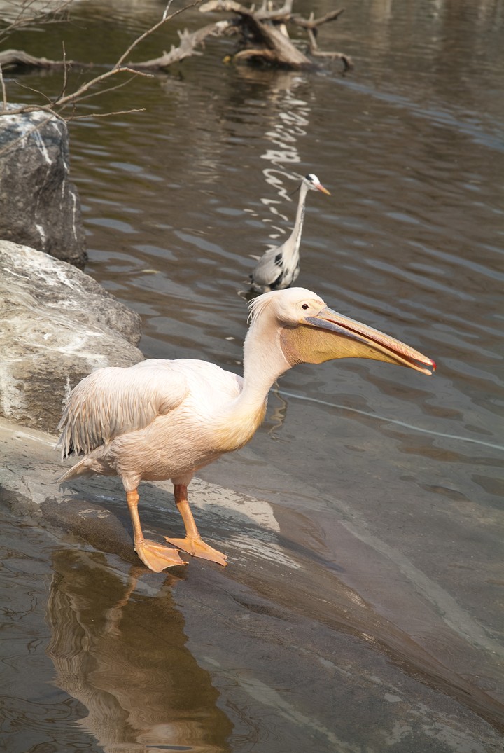 Animal