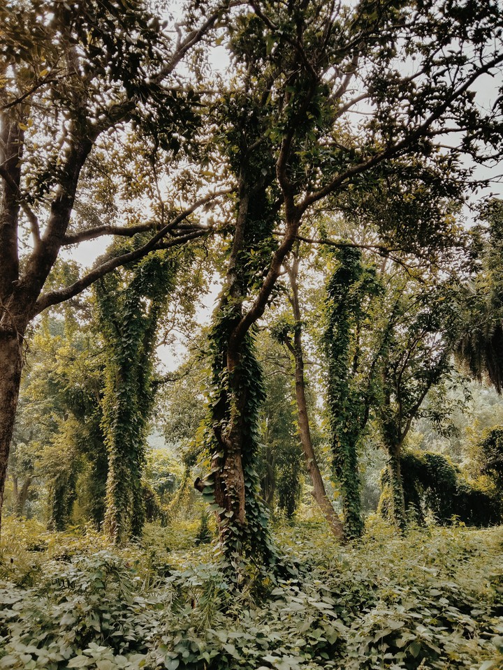 Nature