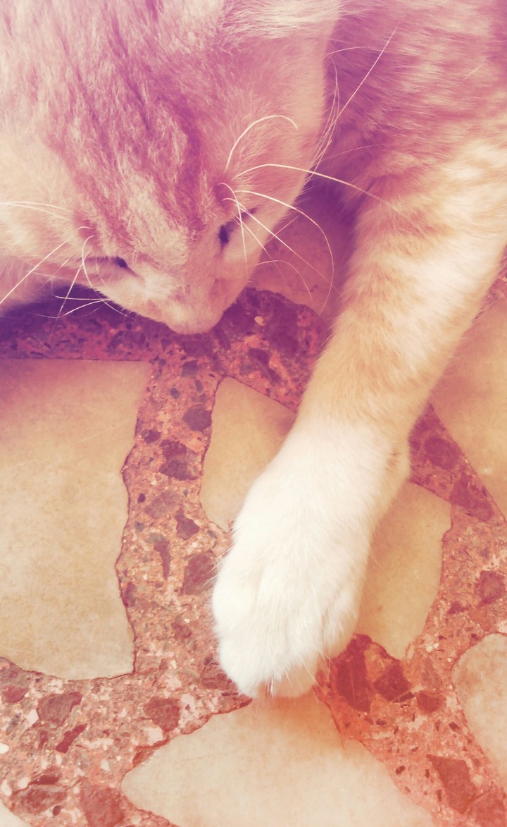 coffee cat