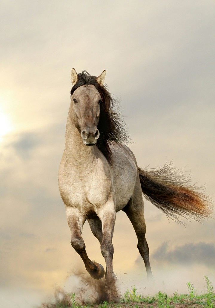 Original Arabic Horse