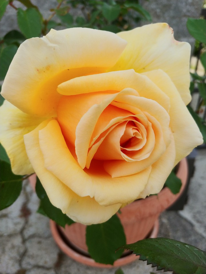 rose
