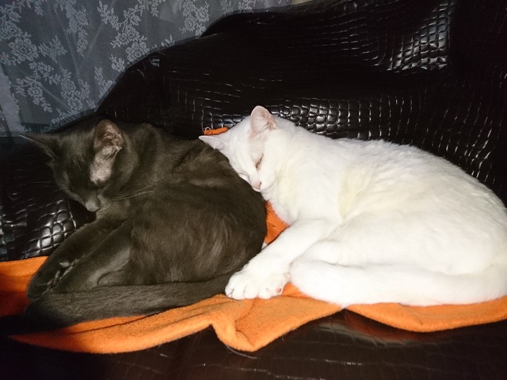 Mika & Junior