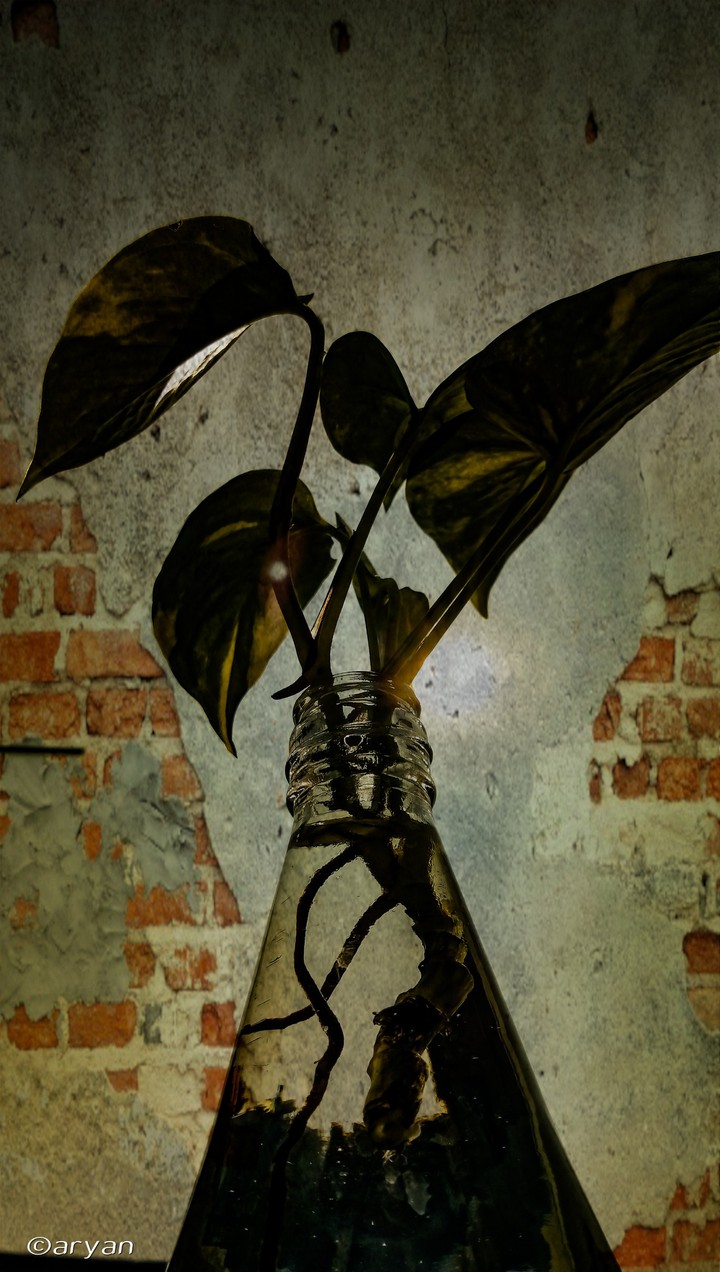 shadow photography