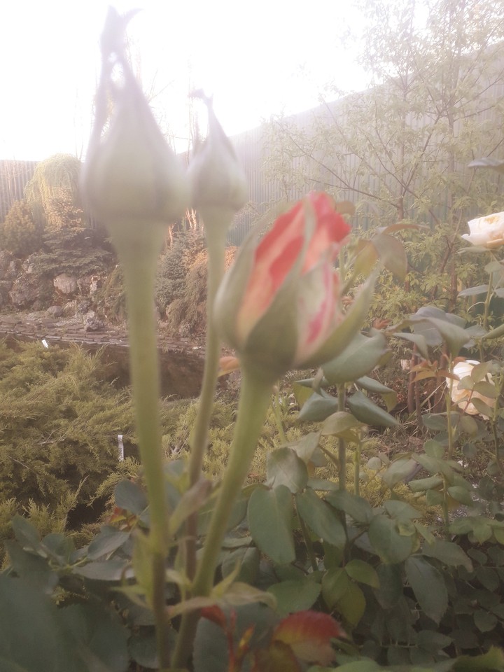 rose