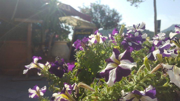 flores