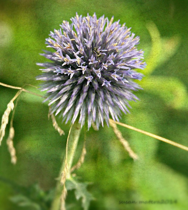 thistle love