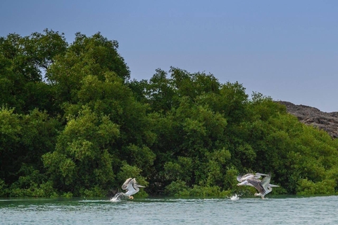 pelecaniformes, wetland háttérképek