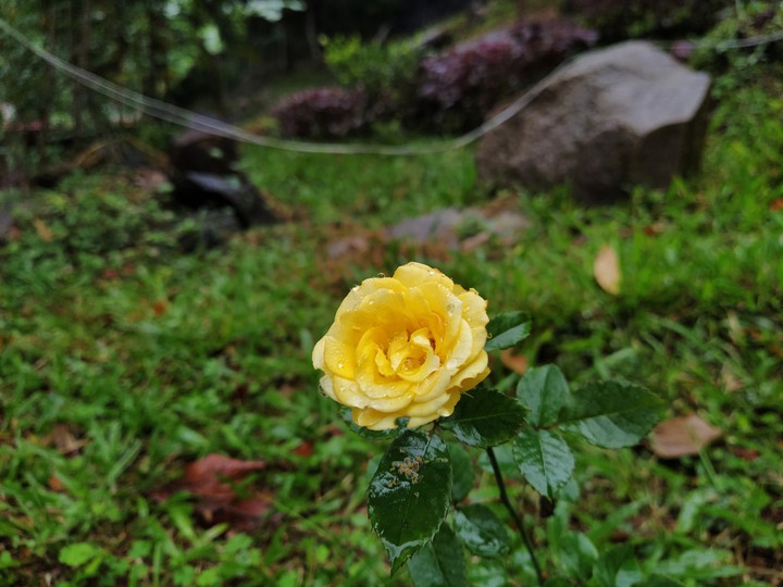 yellow rose