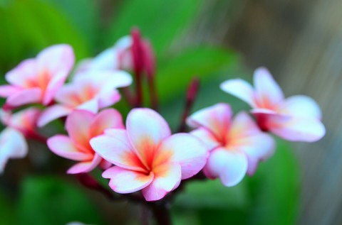 frangipani flower