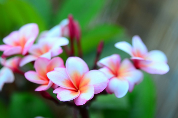 frangipani flower