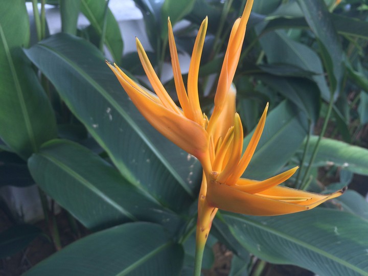 Unknown Flower
