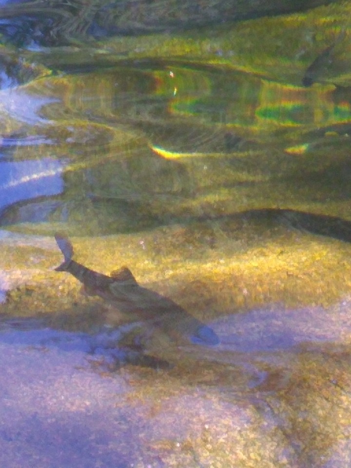 trucha en el río