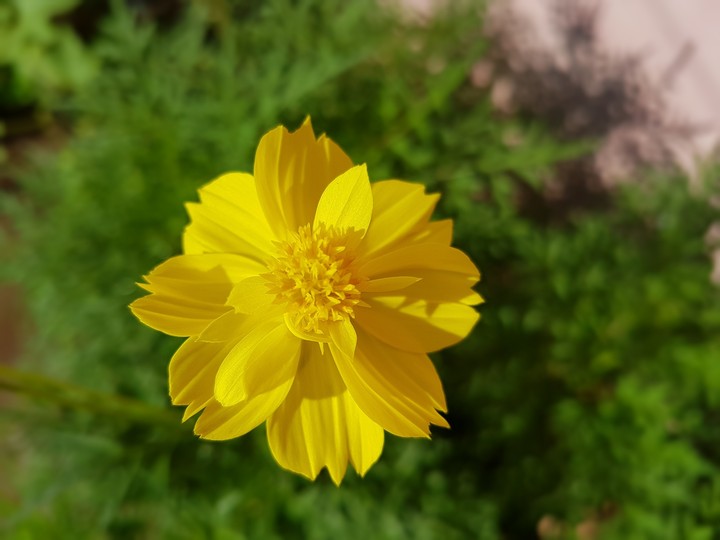 Yellow fancy flower