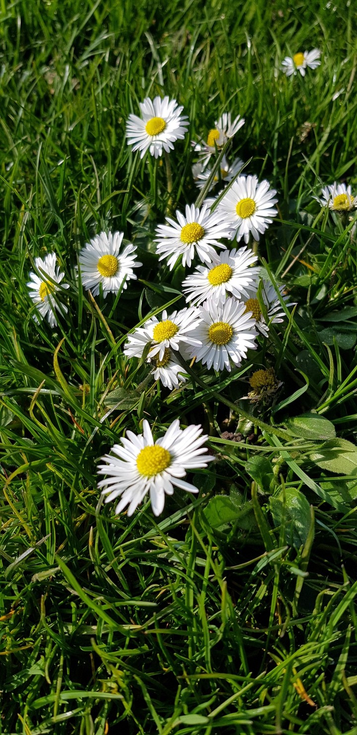 bellis perennis 2