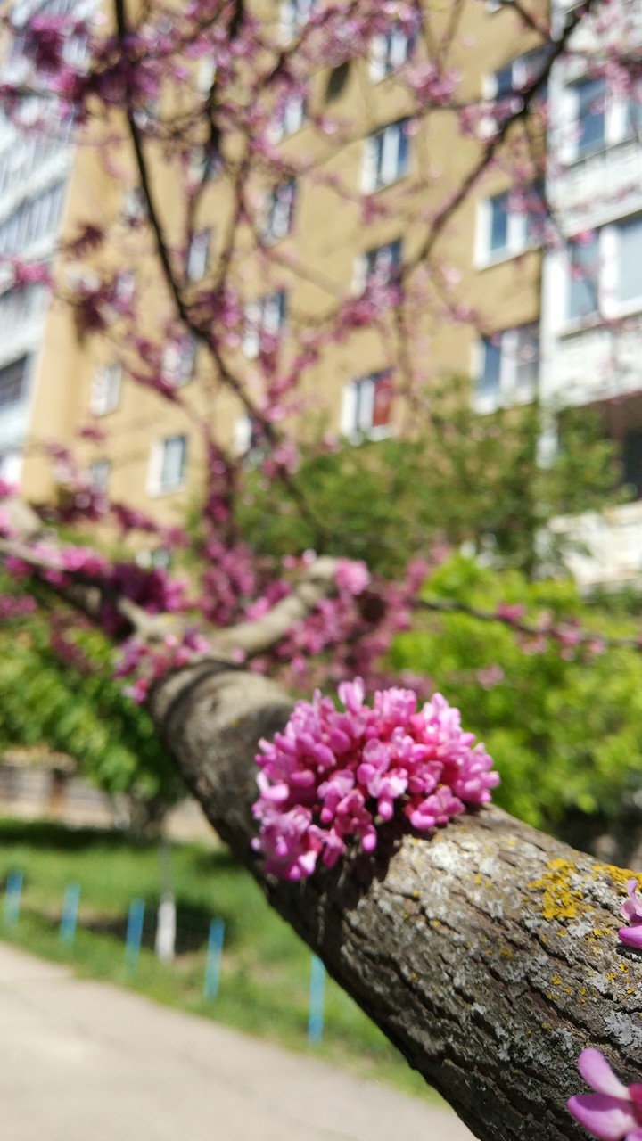 Spring