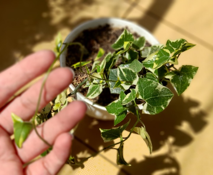 Papital plant