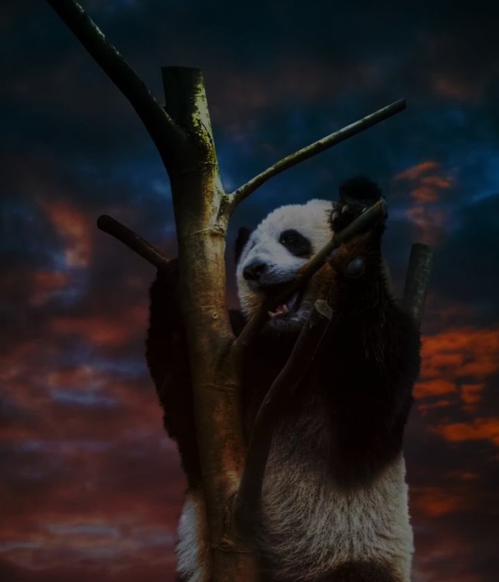 panda