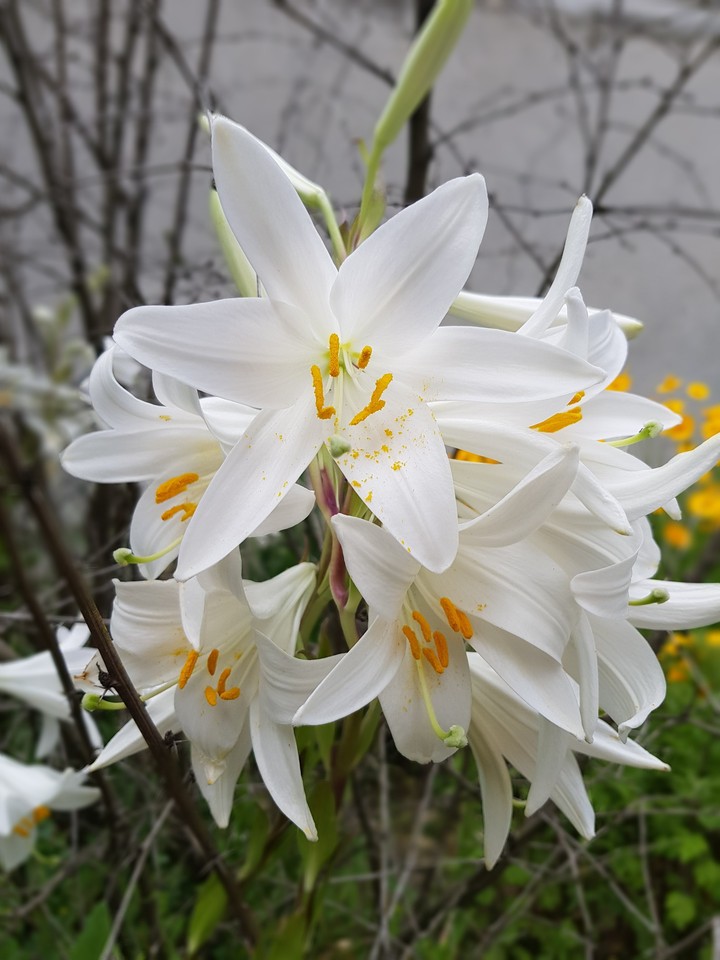 flowers