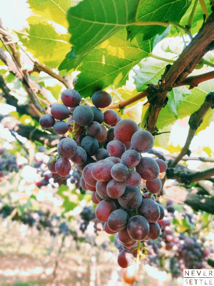 Grapes...!!!
