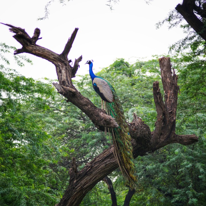 peecock in jungle