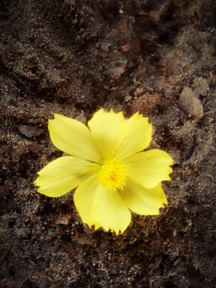 flor amarela