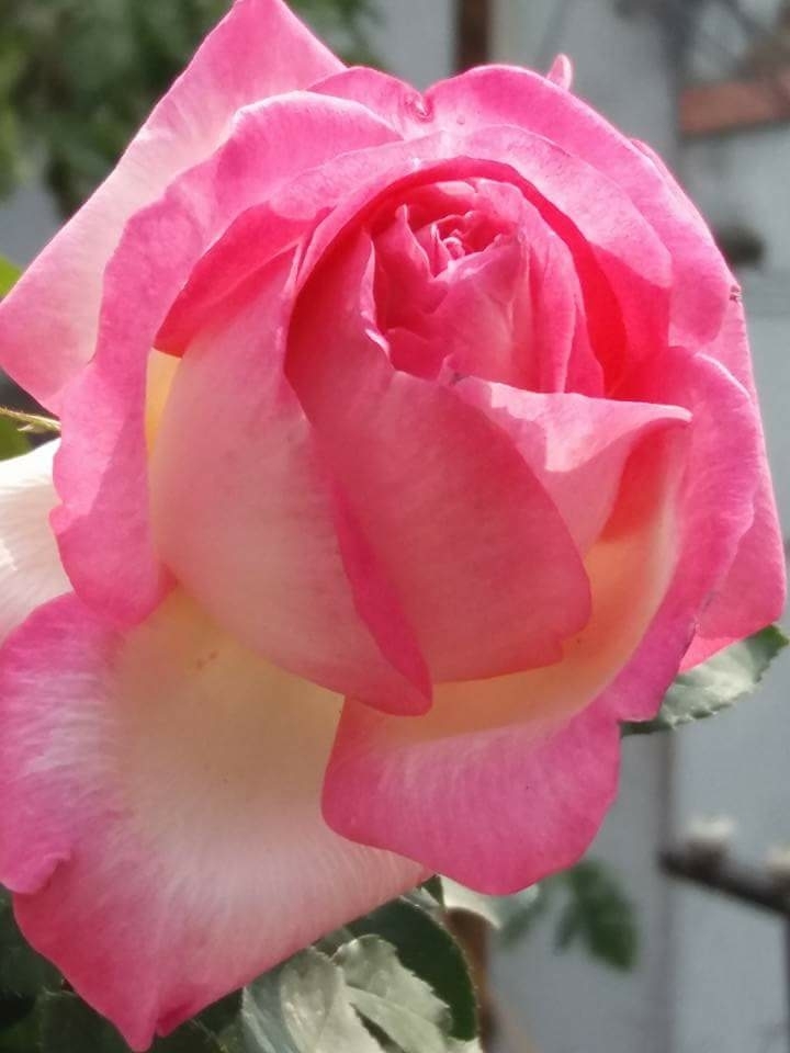 rose bud