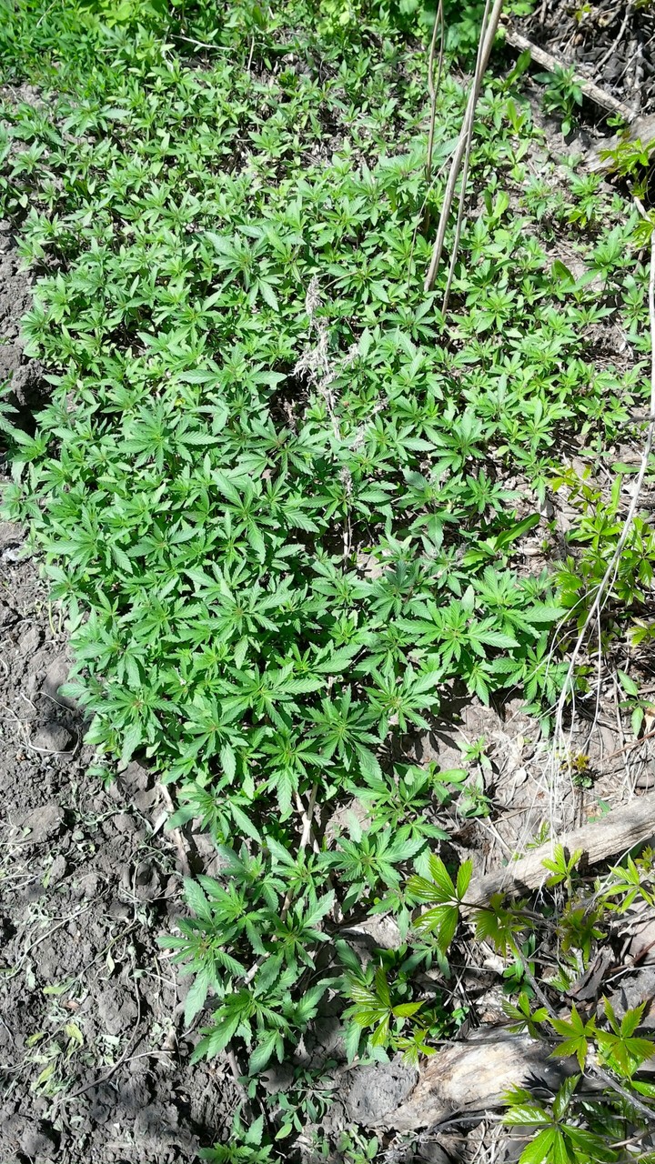 cannabis