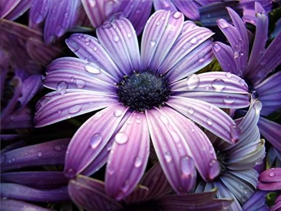 Flor
